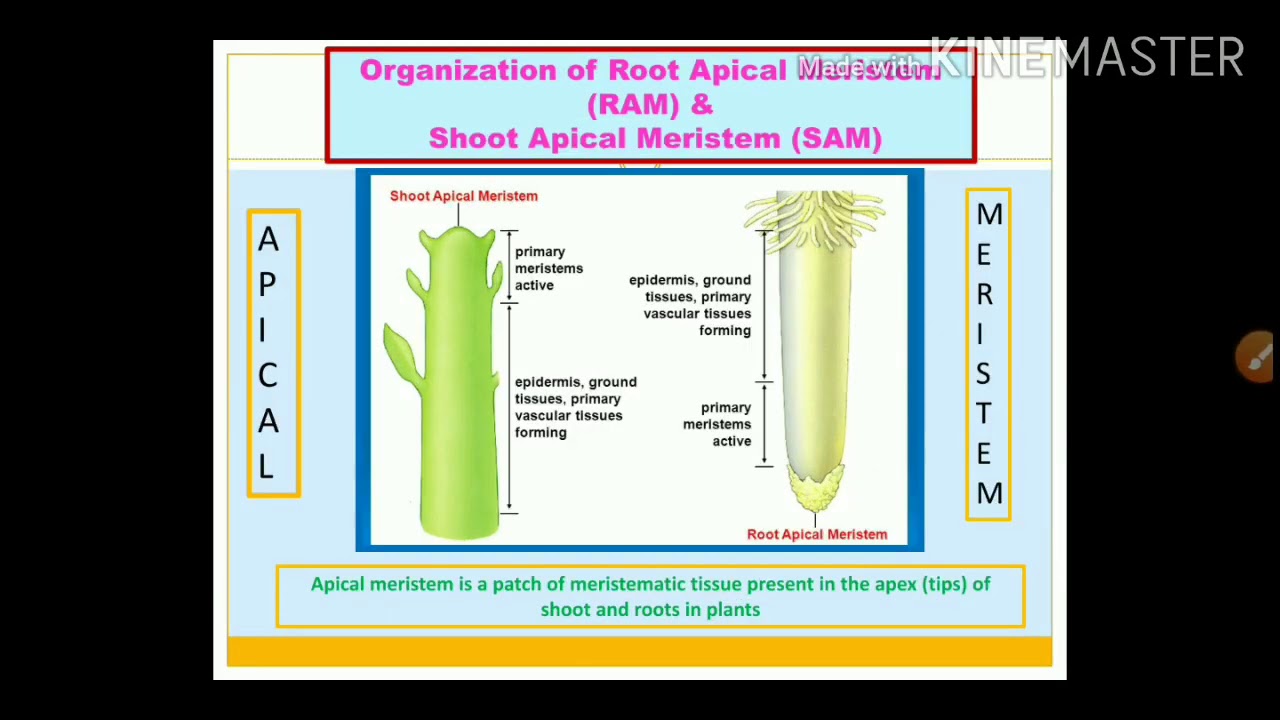 Organization of Root Apical Meristem