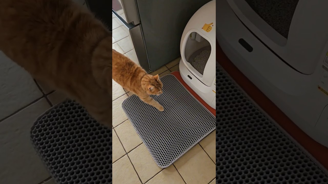 Une liti&egrave;re qui se nettoie toute seule ?! La puramax de Petkit !