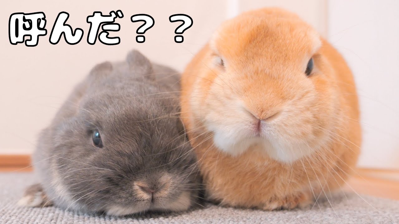 名前を理解している２ぴょんを遠くから呼んでみたら互いにくっついて来てくれた可愛いうさぎ達【No.1101】