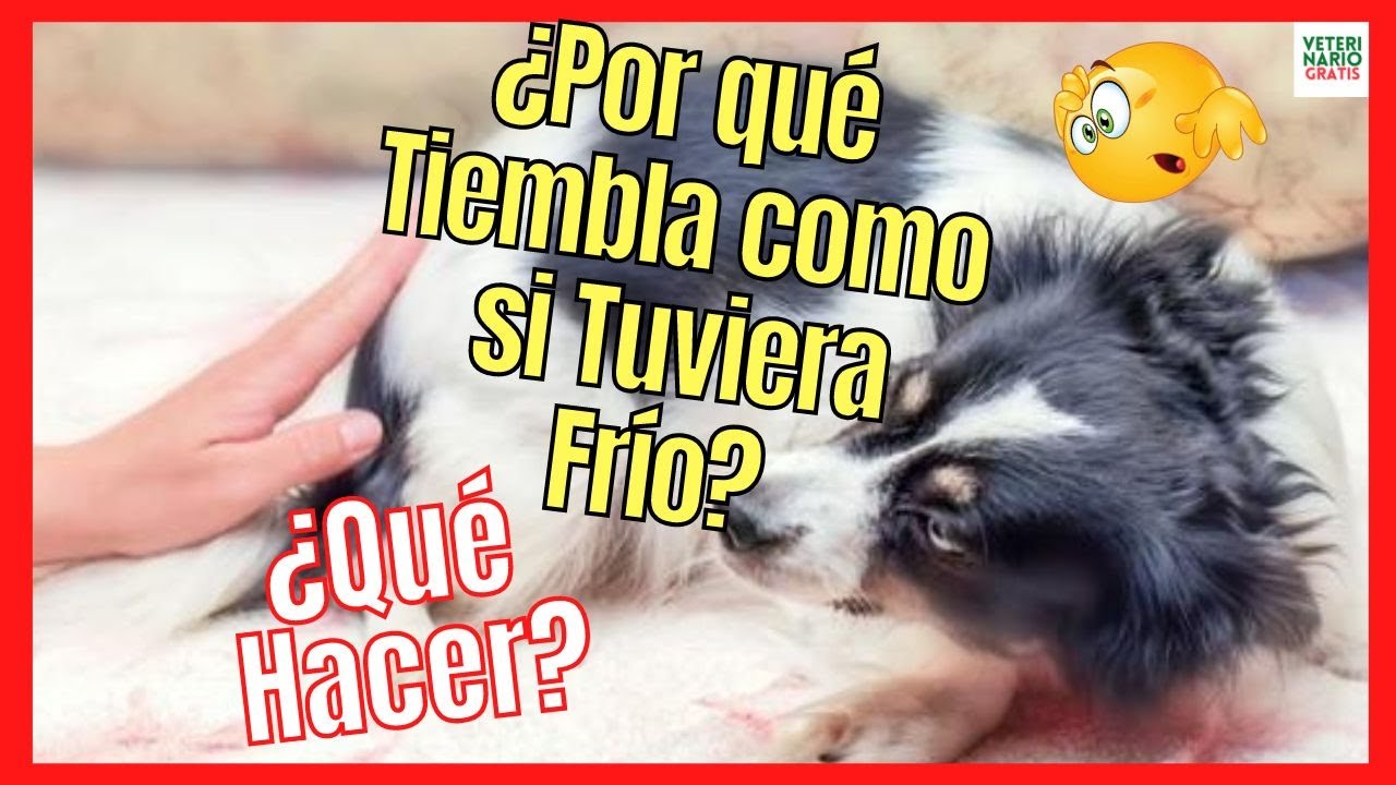&iquest;POR QU&Eacute; MI PERRO TIEMBLA COMO SI TUVIERA FR&Iacute;O? 🆘 &iquest;QUE PUEDO HACER?
