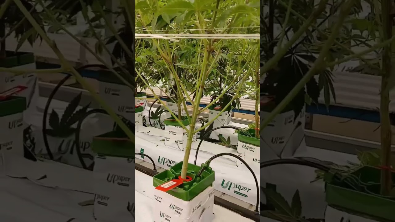 Utilizing UPuper&reg; rock wool growing media for cannabis cultivation. #cultivation #cannabisplants