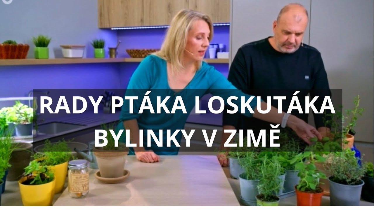 Bylinky v zimě - Rady ptáka LOSKUTÁKA
