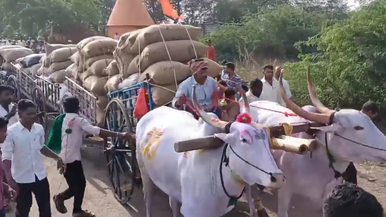 Karnataka bijapur Khilar // heavy loading Khillar Bulls Karnataka