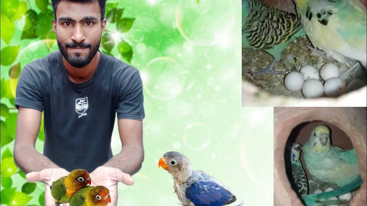 bajri parrot ne buhat sare eggs de diye 🥳lovebirds babies bare ho gaye