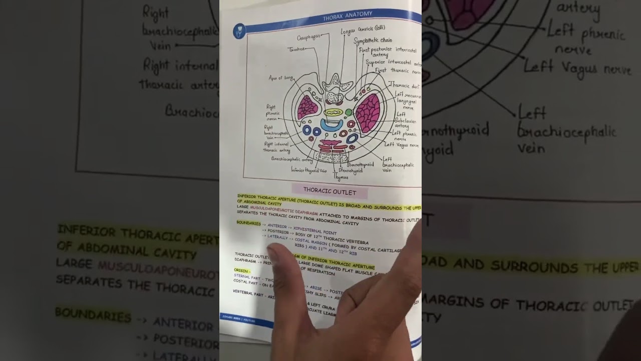 Anatomy Best Notes For University exams | Thorax Anatomy important Questions