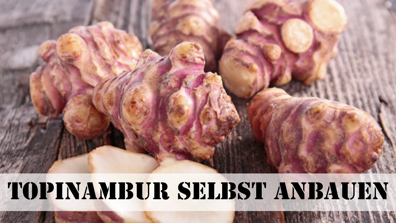 Topinambur selbst anbauen