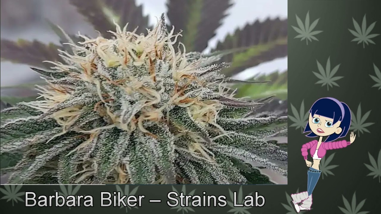 Barbara Biker &ndash; Strains Lab