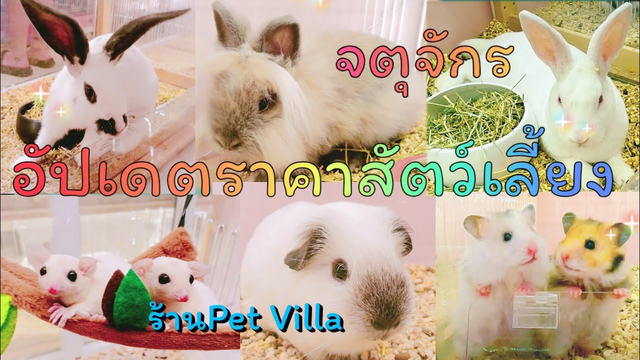 อัปเดตราคาสัตว์เลี้ยง กระต่าย กระรอกจิ๋ว หนูแฮมสเตอร์ ชูการ์ไกรเดอร์ฯลฯ ร้านPet Villa  จตุจักร