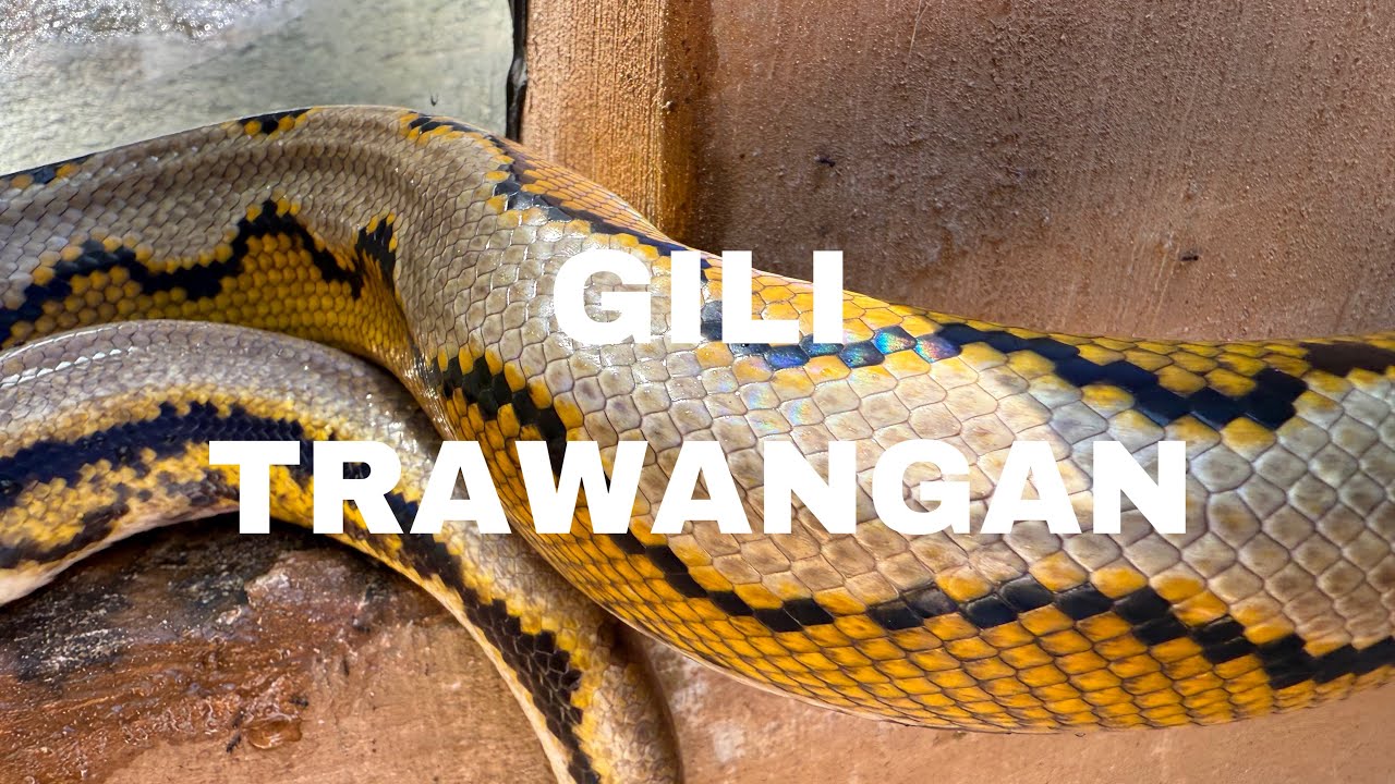 Vlog Bali J-9 : Gili Trawangan 