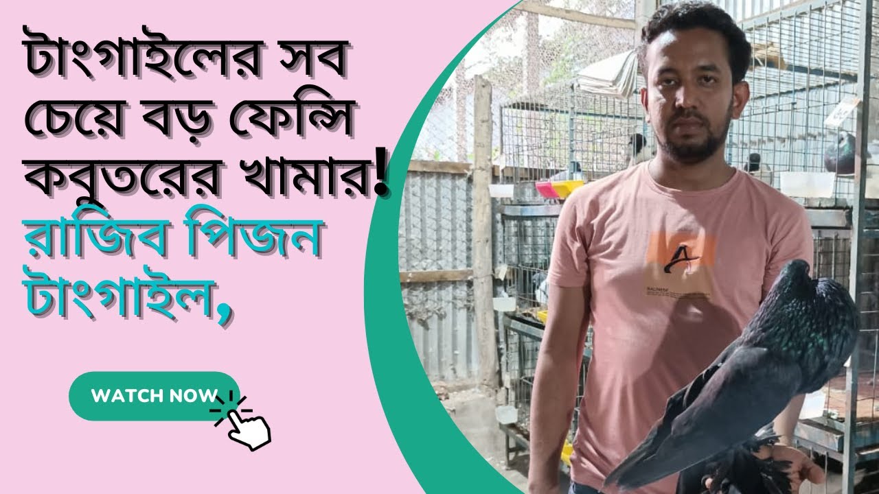 টাংগাইলের সব চেয়ে বড় ফেন্সি কবুতরের খামার!রাজিব পিজন টাংগাইল,