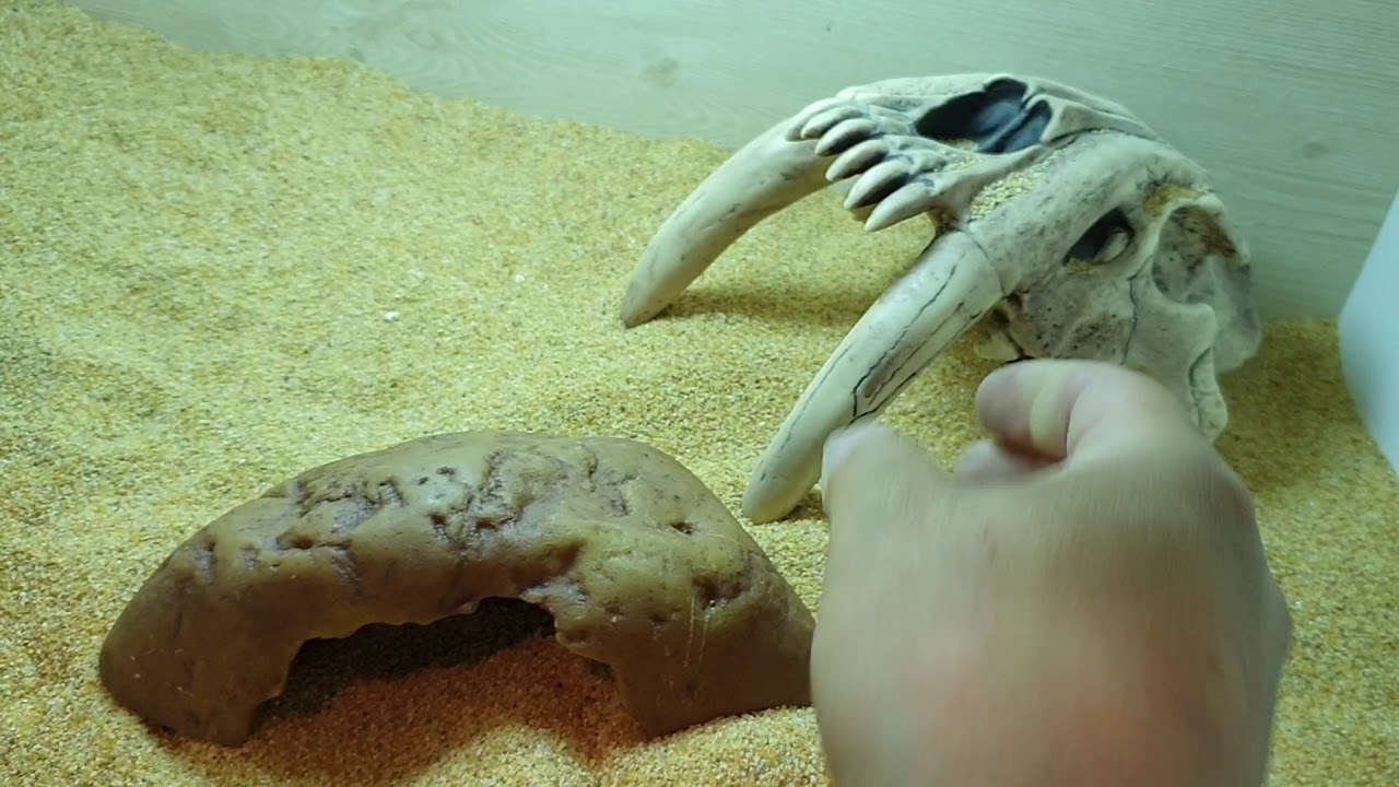 [파브르2세] 샌드피쉬! 모래에 사는 물고기?! 사육법