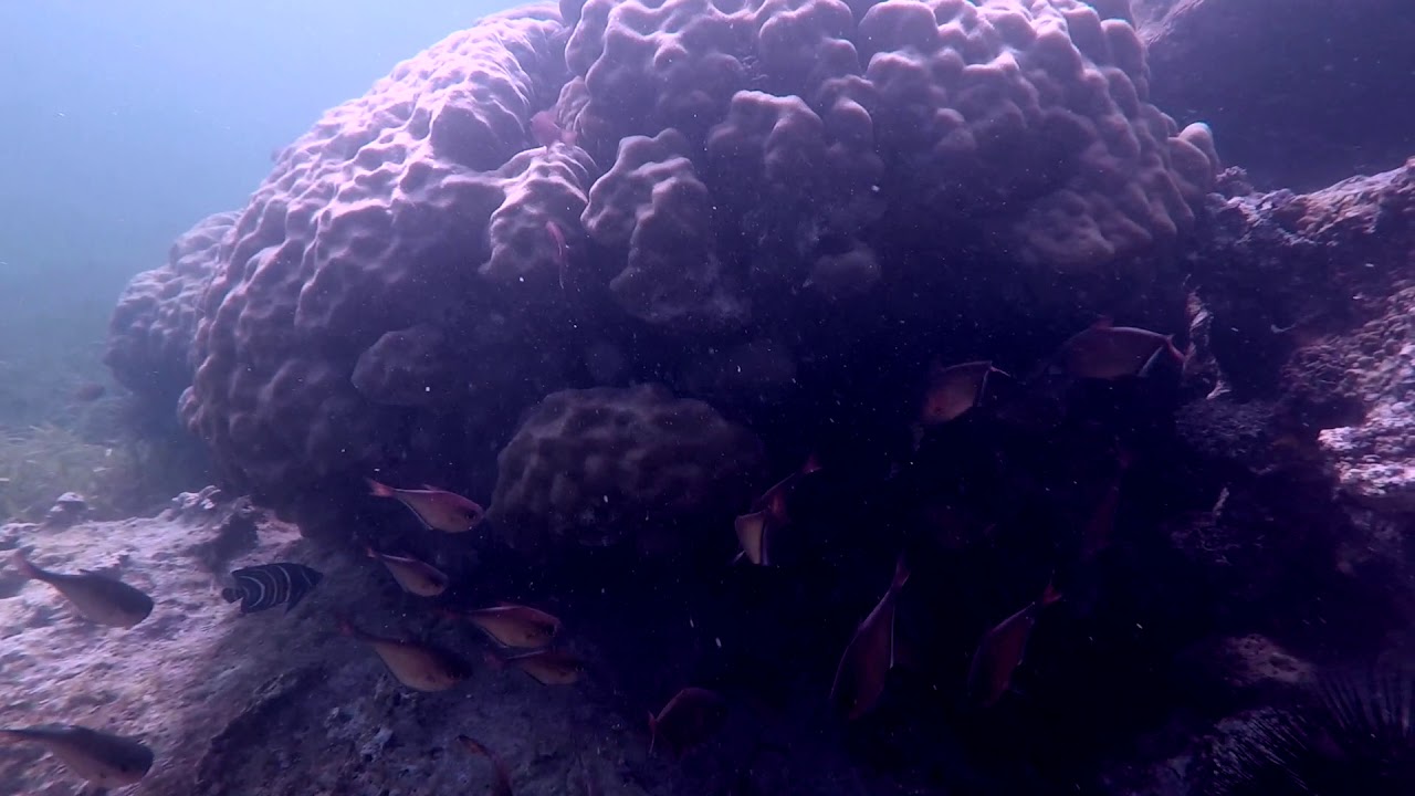 Explore this Hidden Kenyan Gem In Galu Magical Diani Beach Lion Fish Octopus Filefish Nudibranchs