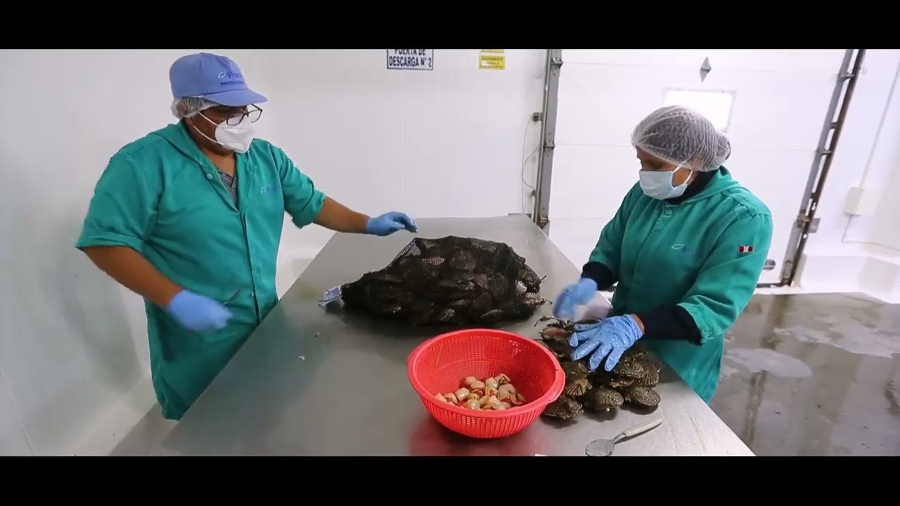 VIDEO DOCUMENTAL CONCHA DE ABANICO PIURA-