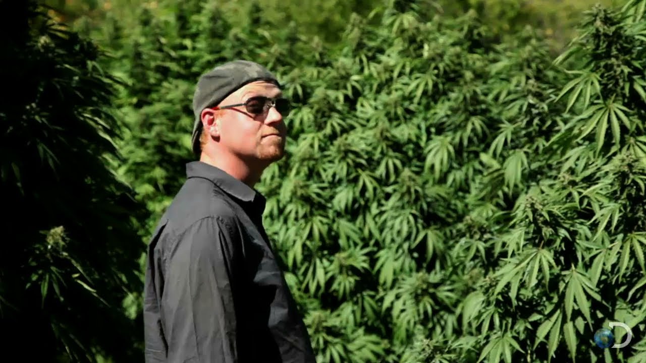 Continuous War | Weed Country