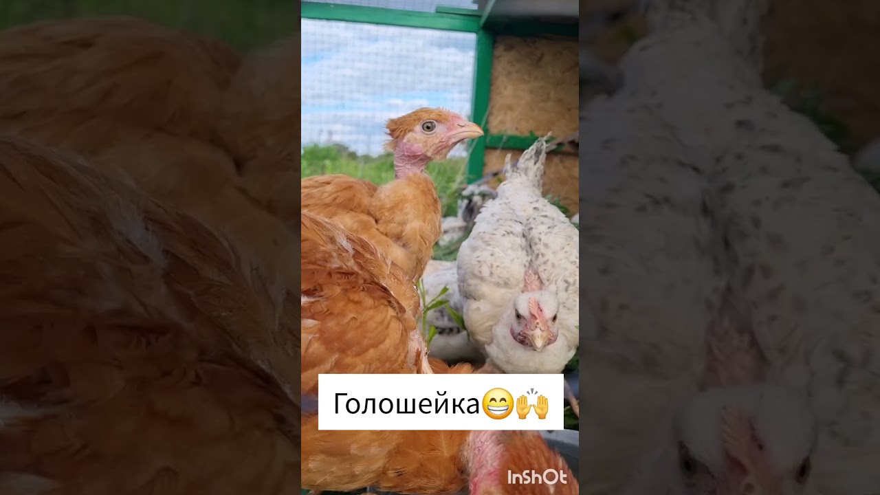 Лысые курицы😱 