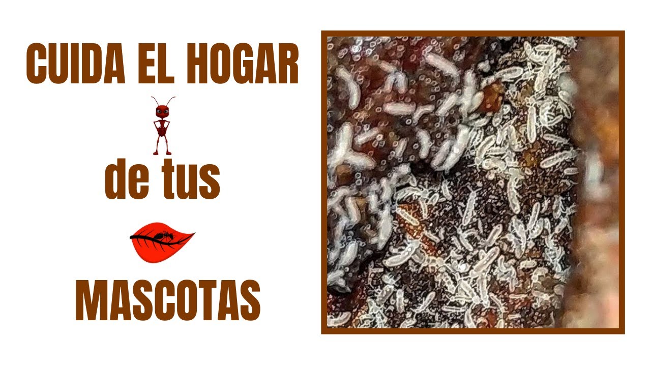 👾 COLÉMBOLOS (CRIA, MANTENIMIENTO y los MEJORES TRUCOS) / COMIDA para HORMIGAS