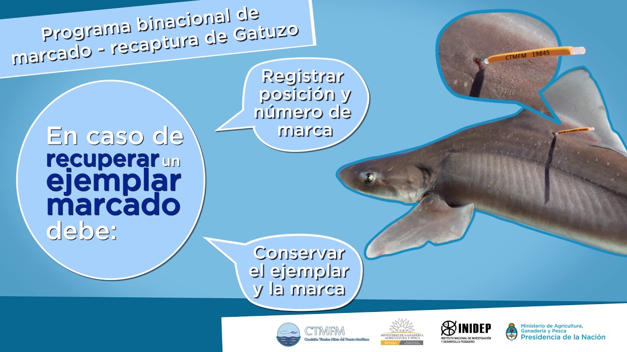Programa conjunto de marcado y recaptura de gatuzo (Mustelus schmitti)