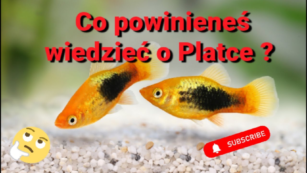 PLATKA/PLATYNKA - CO POWINIENEŚ WIEDZIEĆ?