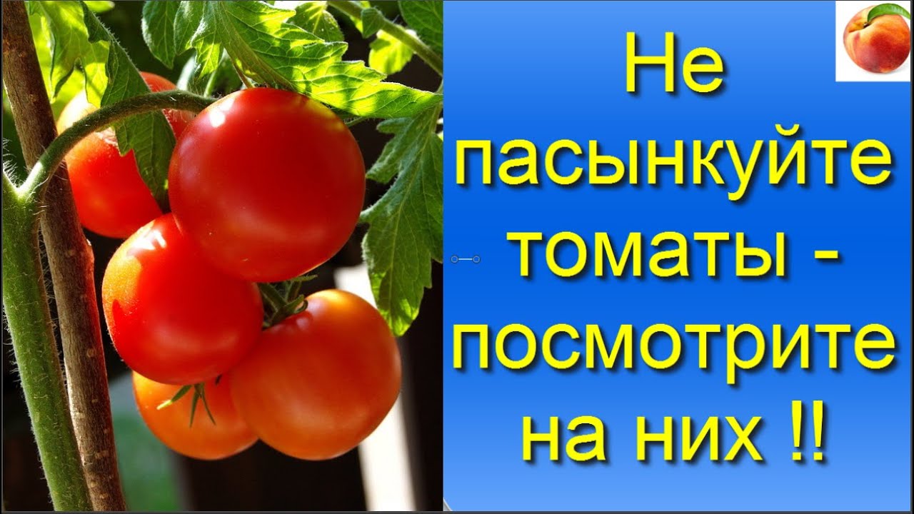 Томаты Не пасынкуйте томаты  Посмотрите на них Больше урожай помидор! Tomato июль