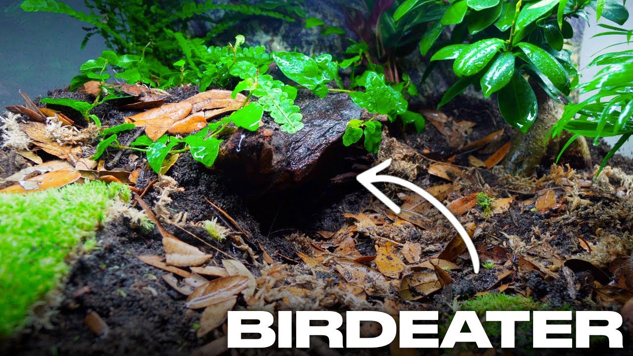 I Built An Ecuador Jungle For The Mascara Birdeater Tarantula...