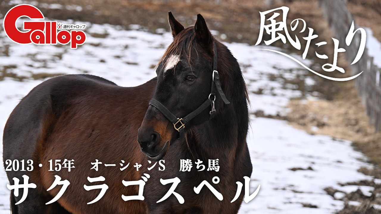 サクラゴスペル 〝サクラ〟の名馬が過ごした特別厩舎で余生を送る【風のたより】