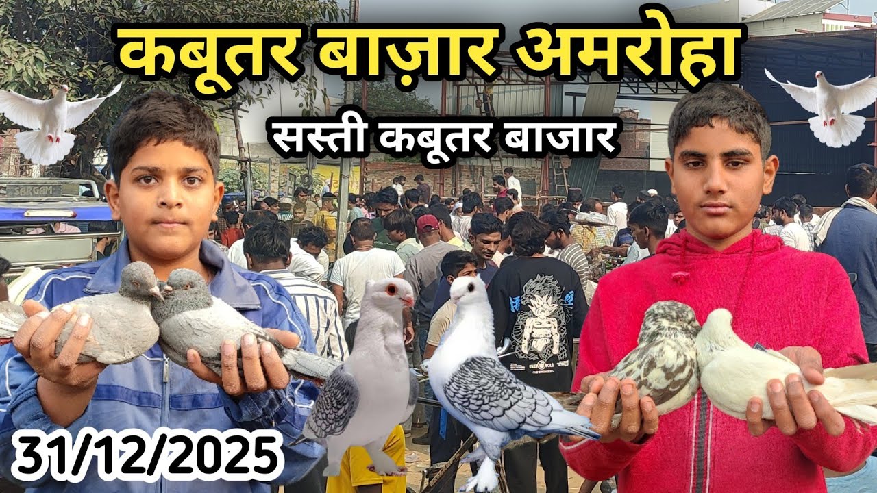 Kabootar Bazar Amroha📍31-12-2025 अमरोहा कबूतर बाजार gola and high fly kabootar market #pigeon #vlog 