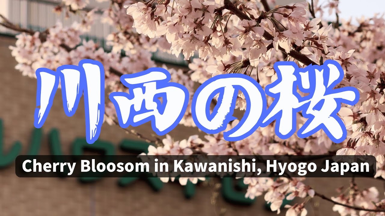 【春の桜2025🌸】川西の桜スポットをゆったりお散歩🌸Kawanishi Cherry Blossom Walk 2025