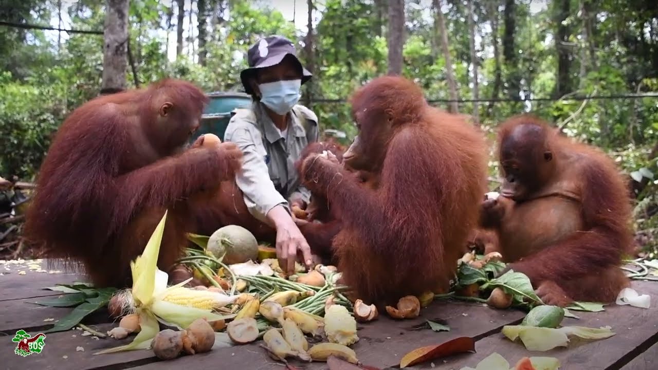 ORANGUTAN FOOD PARTY!