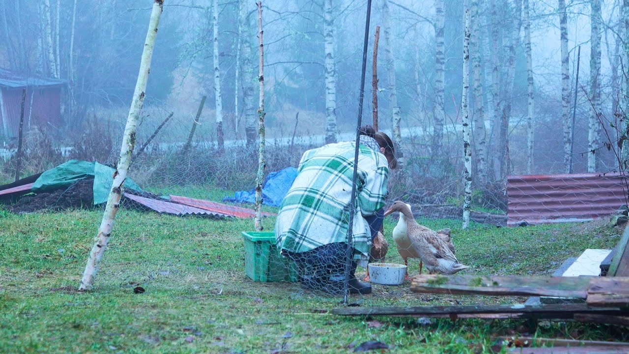 The last week seeing our ducks alive....| Rebuilding a small Swedish farm