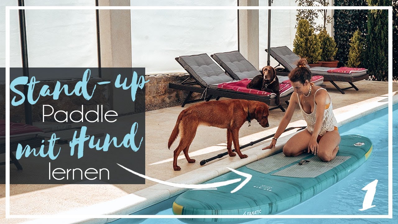 Stand - Paddle mit Hund lernen | Teil 1 | Foxred + Chocolate Labrador  | KaroLovesMilka