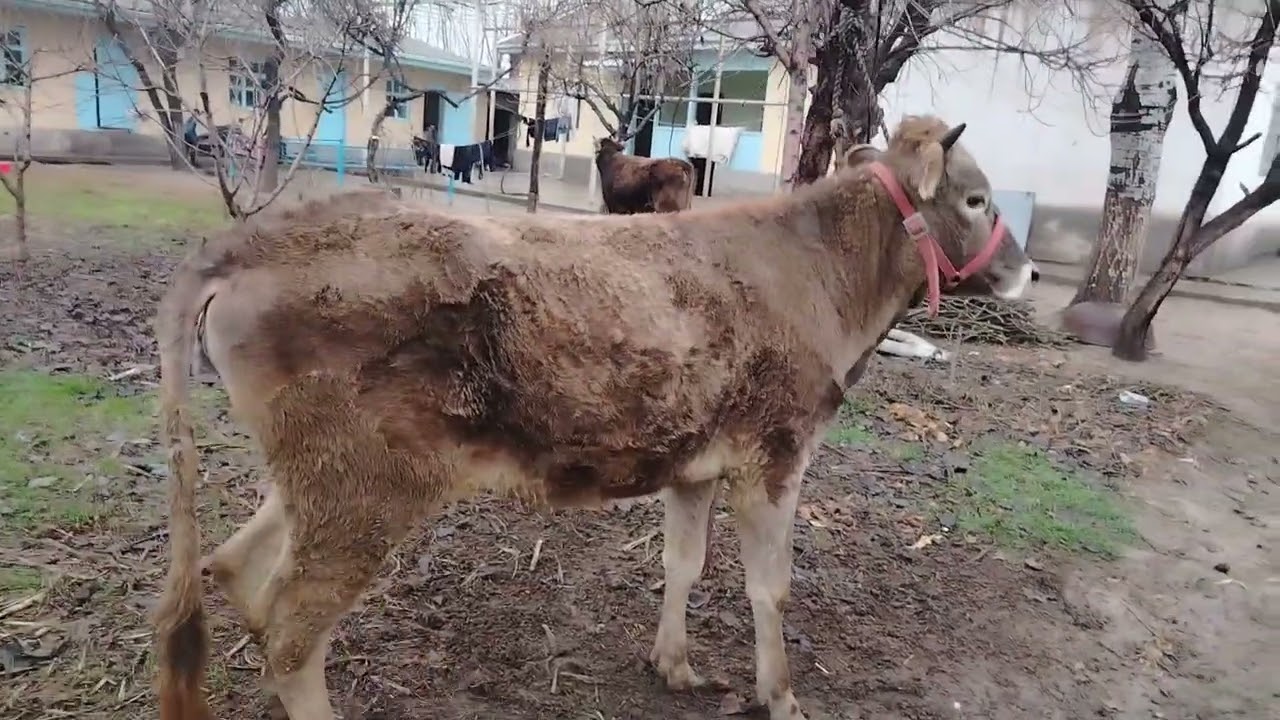 ☎️008225021📞ДУ САР ГУНОЧИНИ КАРПАТИ ФУРУШИ 