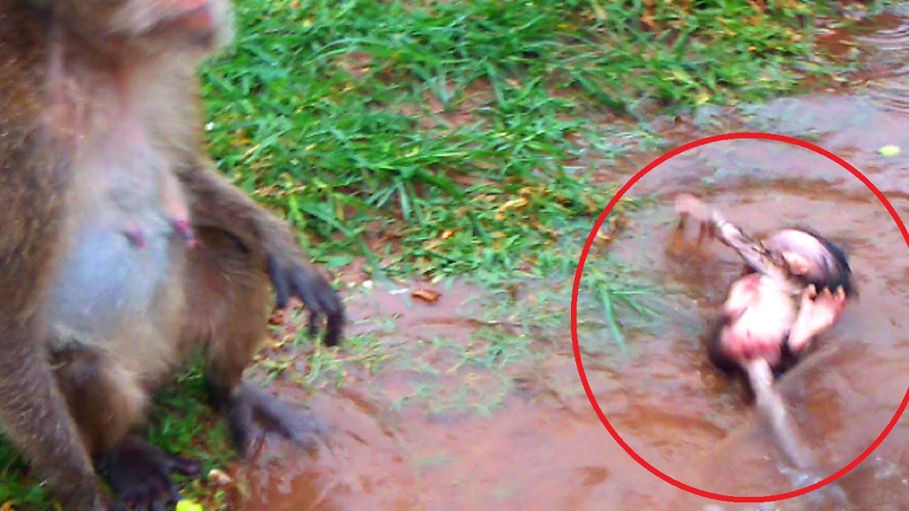 Million Pity Polly! Amari fighting Polly and Pushing Her Into Water, Baby Cool In Raining, Crying!