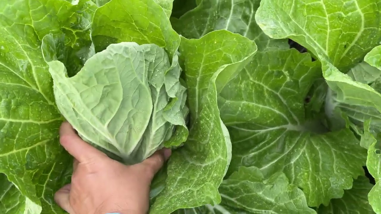 How I Knew The Chinese Cabbage Was Ready For Harvest