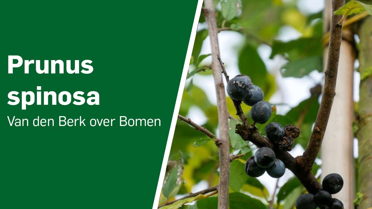 Prunus spinosa - Van den Berk over Bomen
