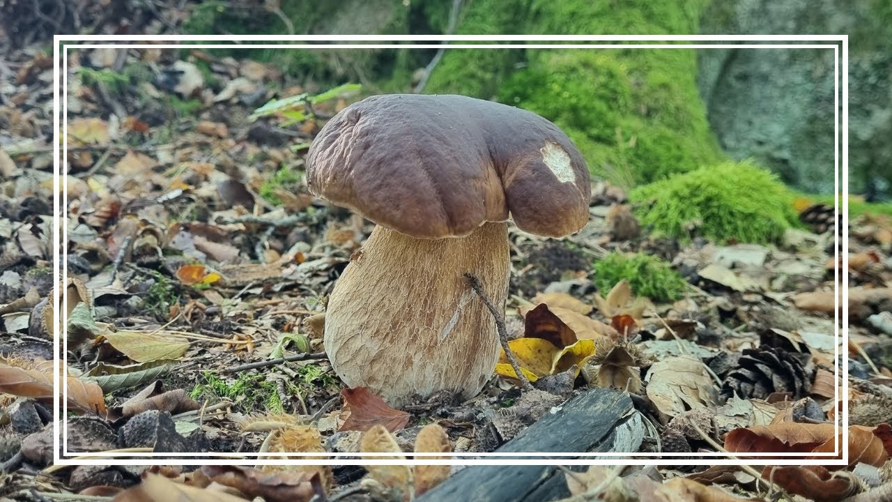 Namierzyłem PONAD 30 PRAWDZIWKÓW - Postawiłem na DOBRĄ TAKTYKĘ na tym GRZYBOBRANIU 🍄‍🟫🍄‍🟫🍄‍🟫
