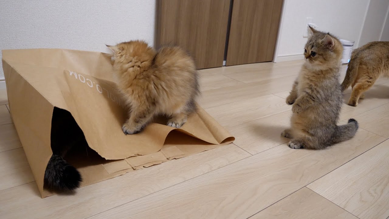 Kitten Choco stood upright, startled by the ridiculously large paper bag!