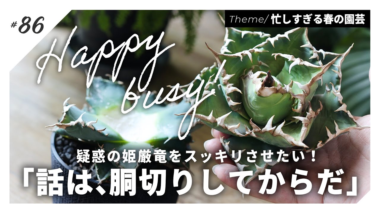 【アガベ】疑惑の姫厳竜を胴切りで増やす。｜ついでに新作鉢に植え替え【春メンテ第2弾】