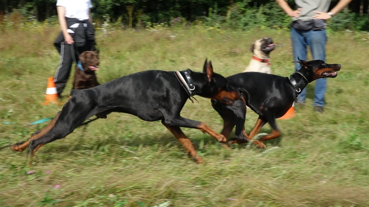 Догтренинг 654. Собаки-атлеты в поле, задачи повышенной сложности. Тесты.