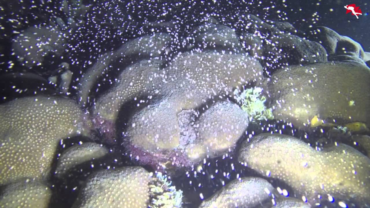 Desove del Coral Isla Baru