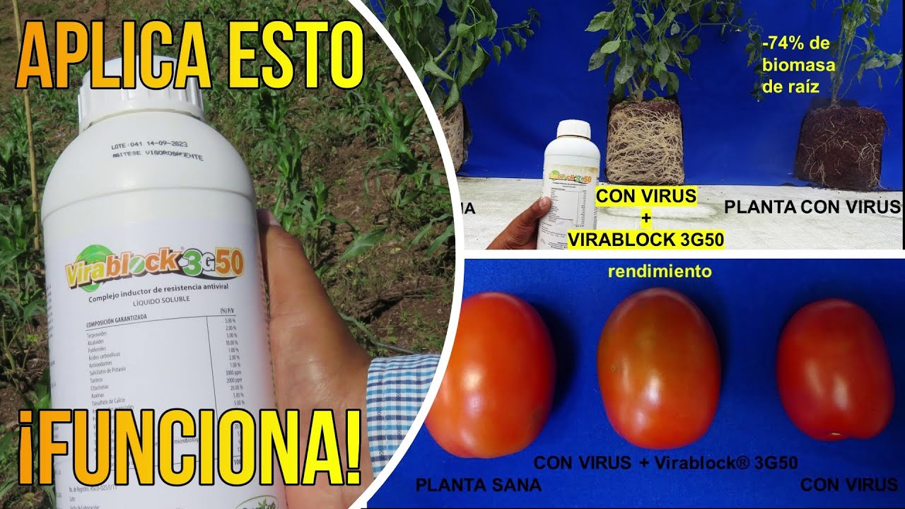 👨‍🔬Virablock 3G50 ¡La Solución para Virosis en Plantas! | FUNCIONA