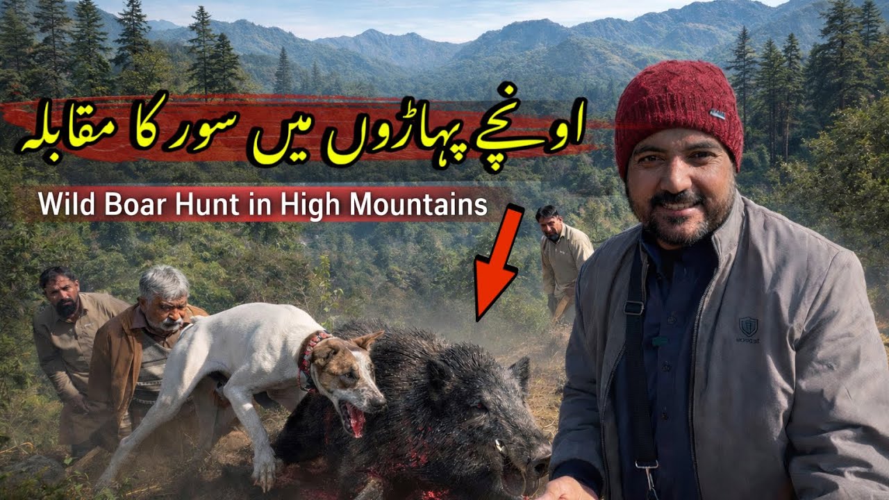 Paharon Aur Jungle Mein Khatarnak Wild Boar Hunt | Adnan Shahzad 