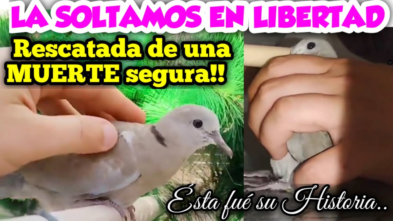 LIBERAMOS LA TÓRTOLA QUE SALVAMOS DE UNA MUERTE SEGURA ❤️