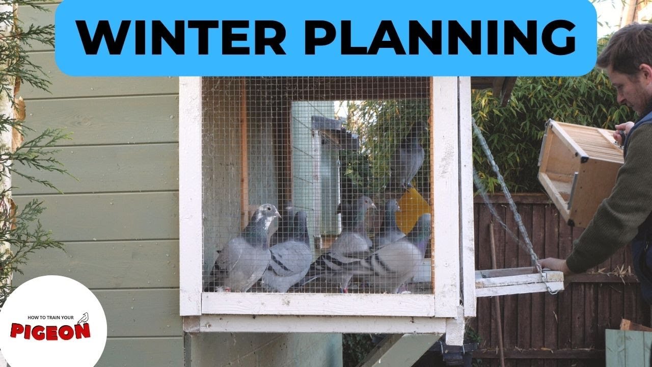 Birds Not Allowed To Fly. | Ep 54