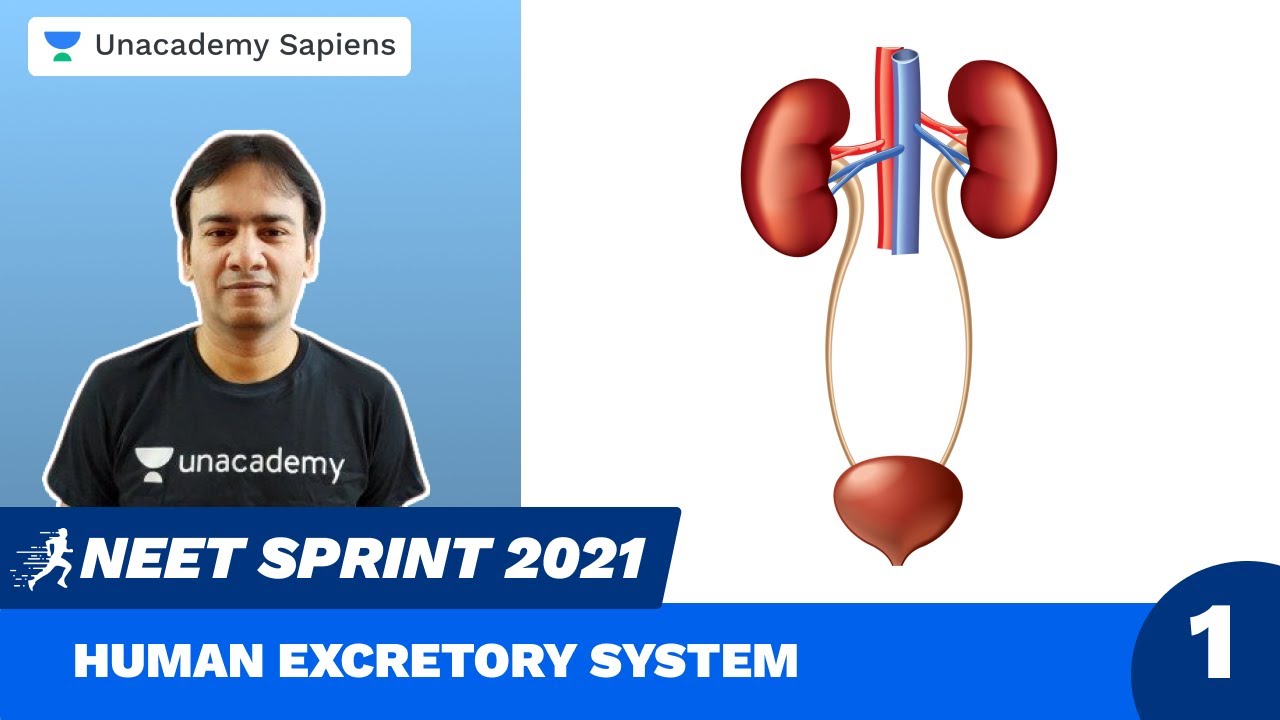 Human Excretory System Part 1 | Biology Sprint NEET 2021 | Dr R K Sir | Unacademy Sapiens