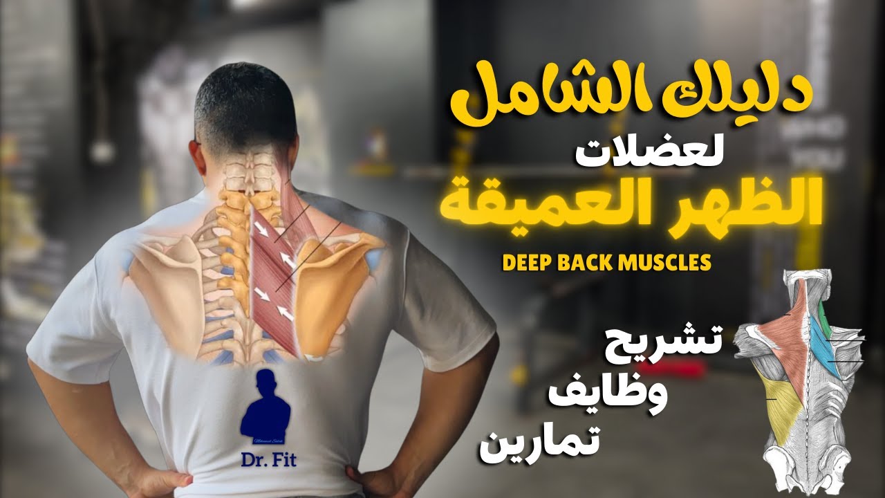 دليلك الشامل للعضلات العميقة للظهر العلوي | Deep muscles of upper back 💪👌✨