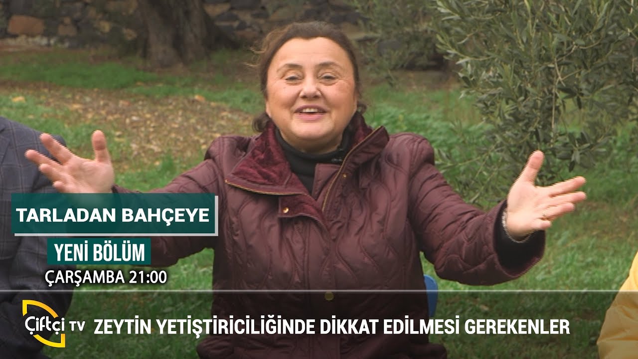 Zeytin Yetiştiriciliğinde Dikkat Edilmesi Gerekenler - TARLADAN BAHÇEYE #zeytin #üretici #tarım