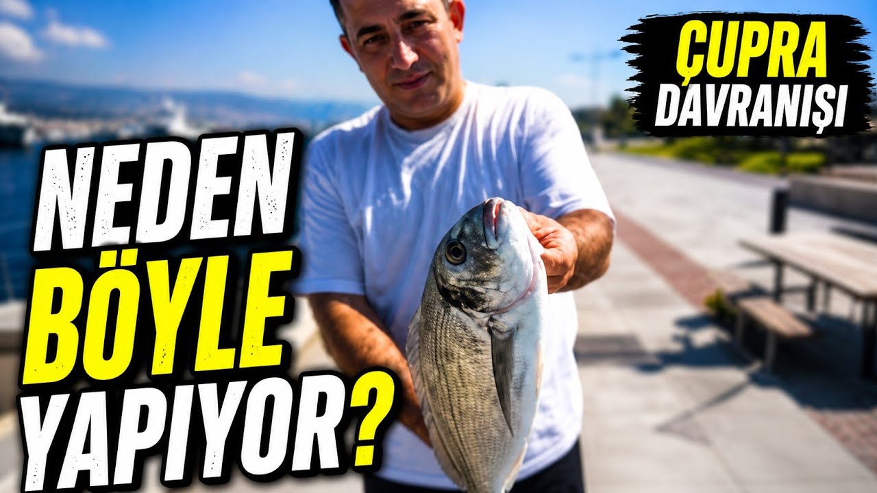 ✅Çupra Davranışı ve Göç Yolları: Çupra Neden Zor Yakalanır, Kıyıda Ne Zaman Ortaya Çıkar?