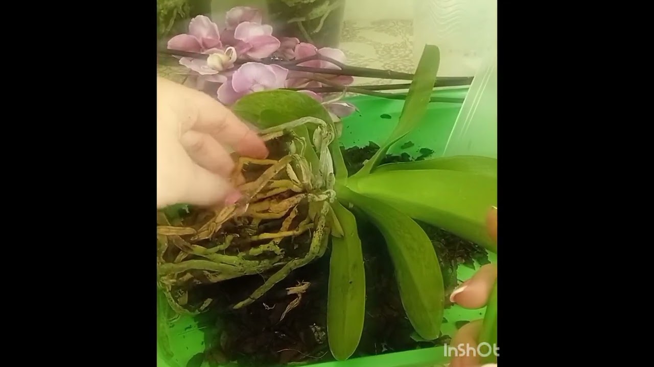 #орхідеї #orchids #phalaenopsis Нова орхідея в колекцію.Обробка коріння перед пересадкою.частина1
