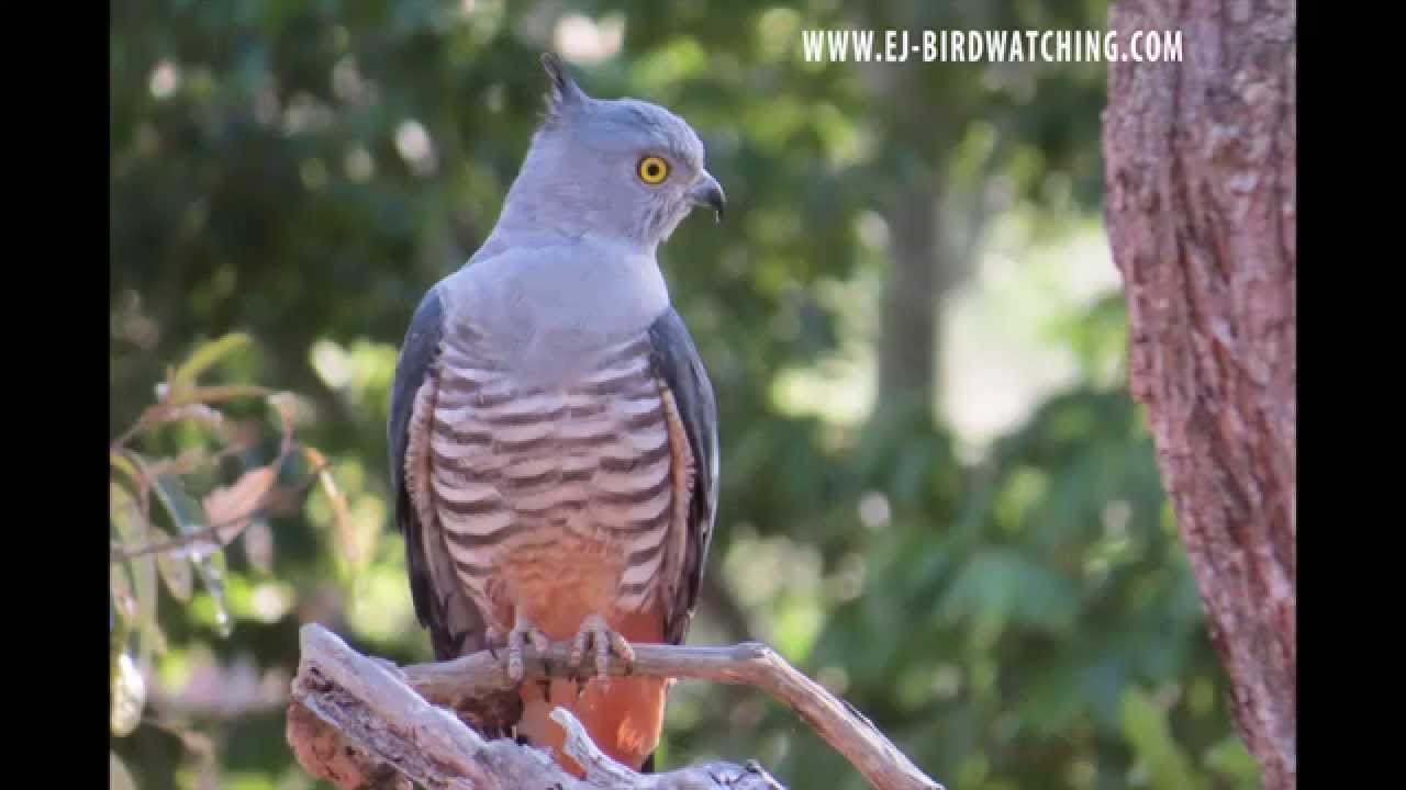 Pacific Baza - Bird watching in Australia with Ej-Birdwatching