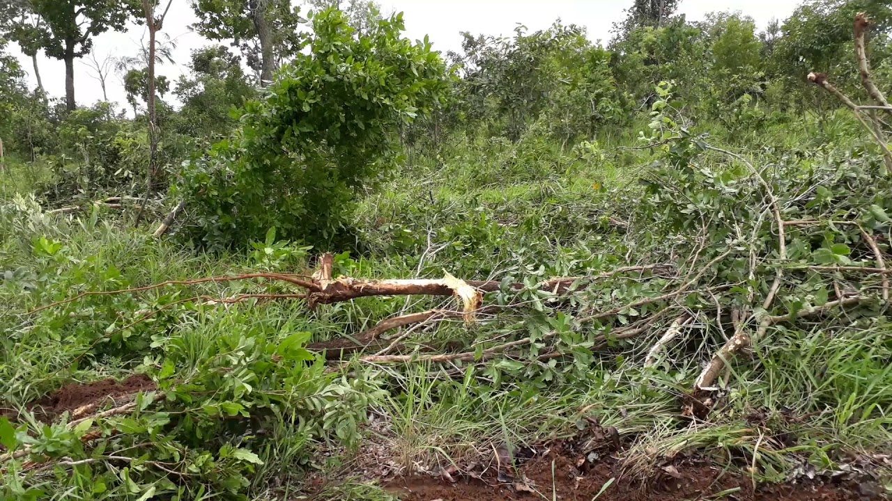Passada de link no pasto em Alto Araguaia MT.